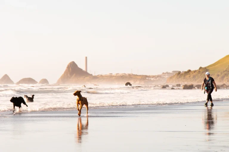 Taranaki Story 152 Visitor Live People on Oakura Beach Paritutu Rock walking dogs Oakura